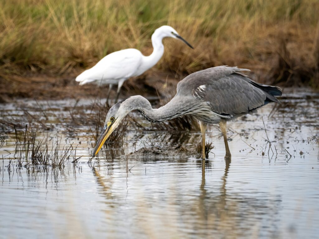Heron and Egret