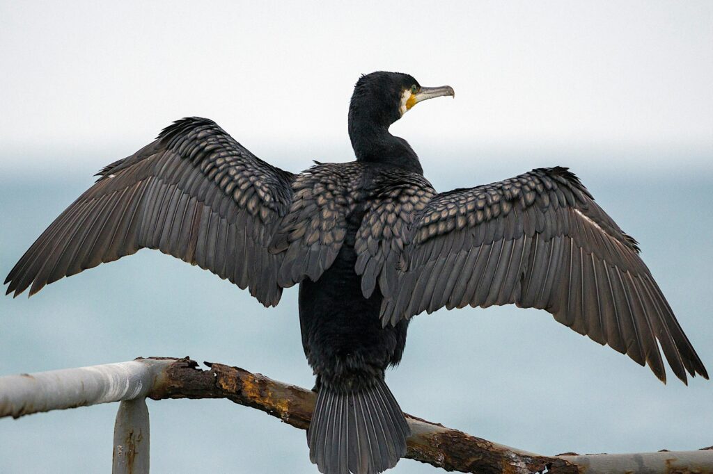 Cormorant
