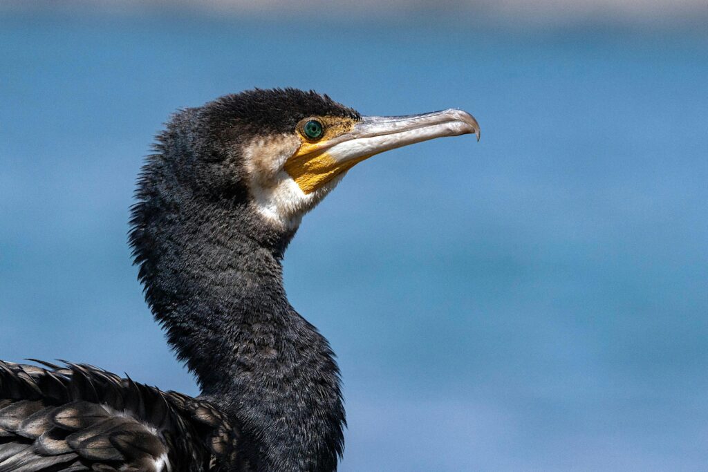 Cormorant