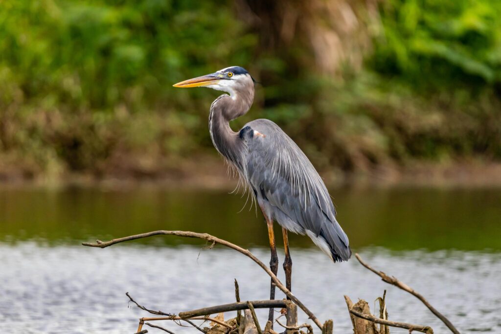Heron