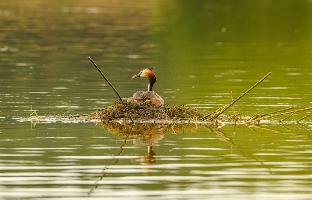 Grebe Nest