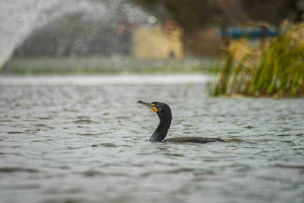 Cormorant