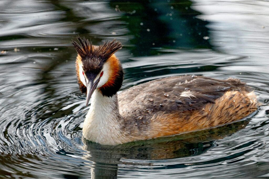Grebe