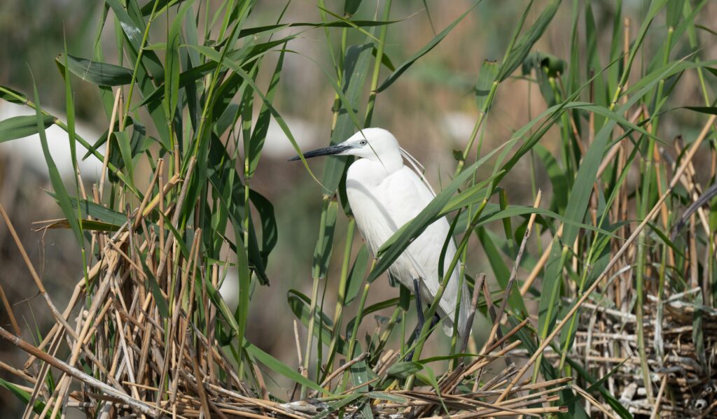 Little Egret - Garzetta