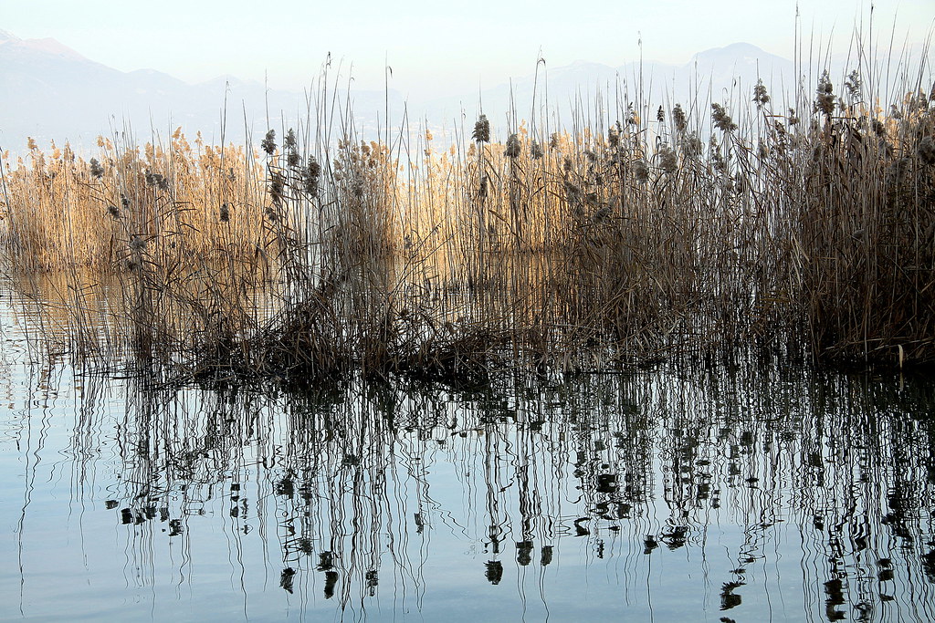 31122847513_567e12e943_b