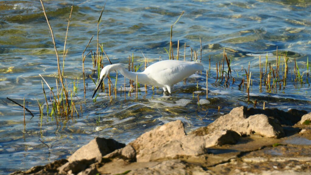 pexels-lukas-lussi-930564355-31711041 (1)