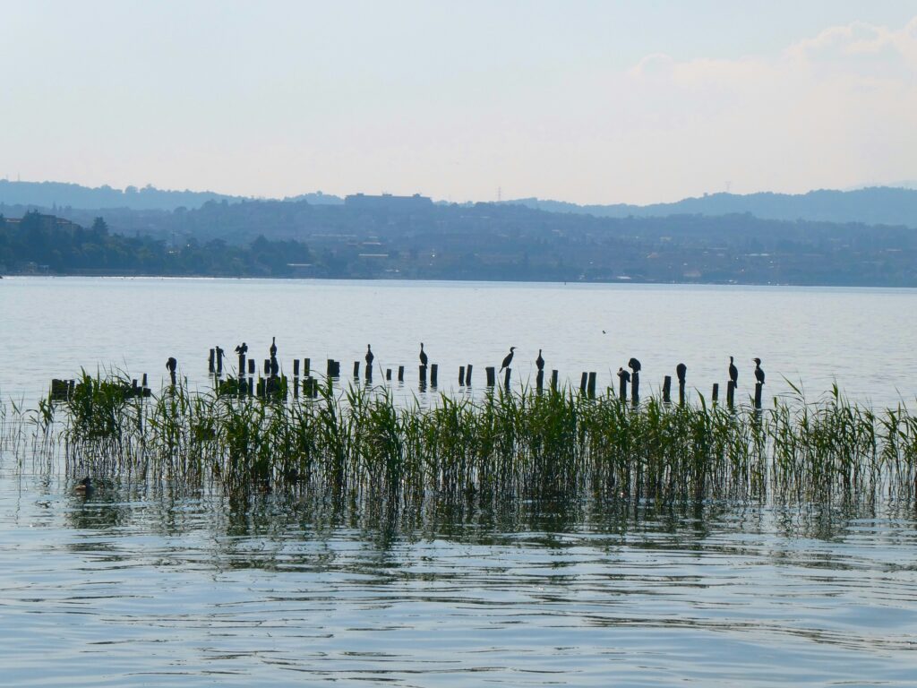 steve-sharp-1DijtWynCIY-unsplash