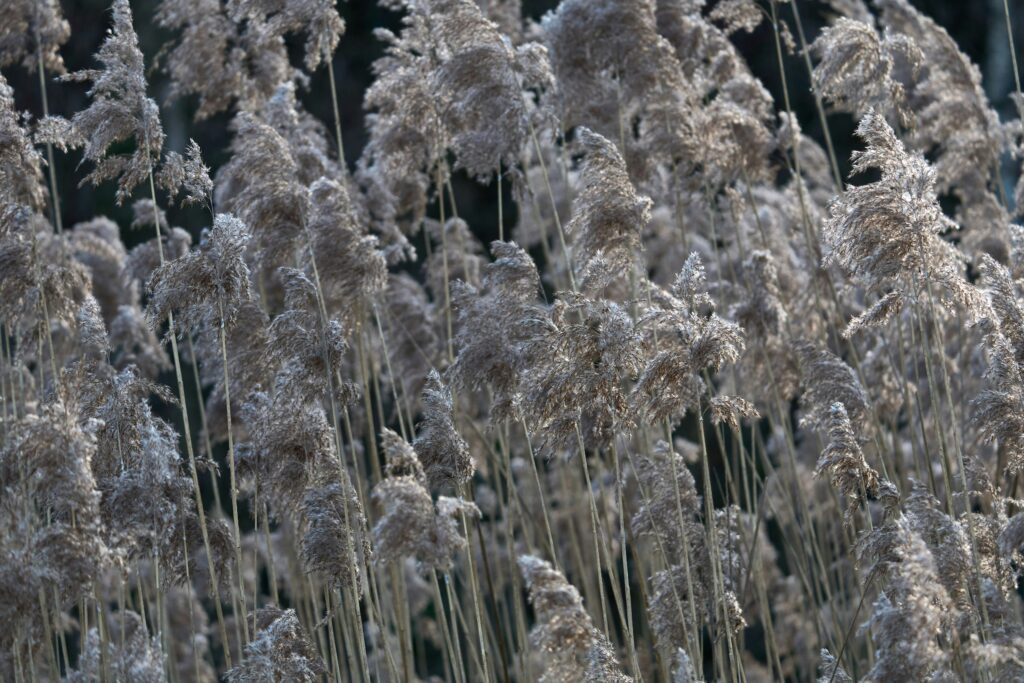 wolfgang-hasselmann-E0CQNjq_q_8-unsplash